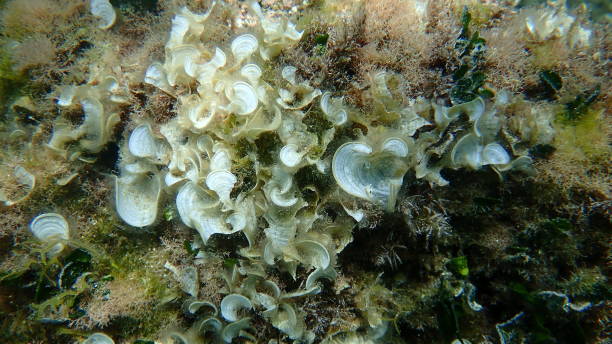 istock Small brown algae Peacock’s tail (Padina pavonica) undersea, Aegean Sea 1686907309