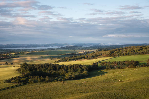 Top view of a rural Scottish landscape with grazing cows on the fields and a bridge stock photo