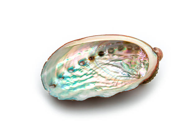 istock close up of abalone shell on a white background 168690961