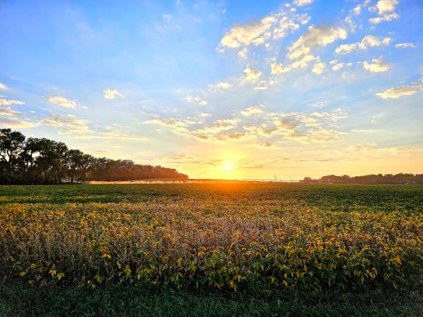 schöne nebraska-landschaft mit bewässerten sojabohnen. - nebraska landscape midwest usa landscaped stock-fotos und bilder