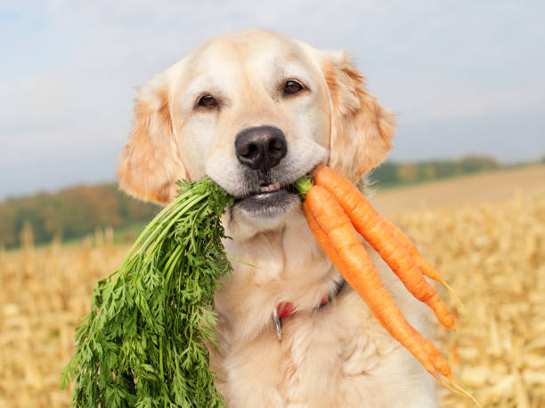 犬、ニンジン - dog vegetable carrot eating ストックフォトと画像