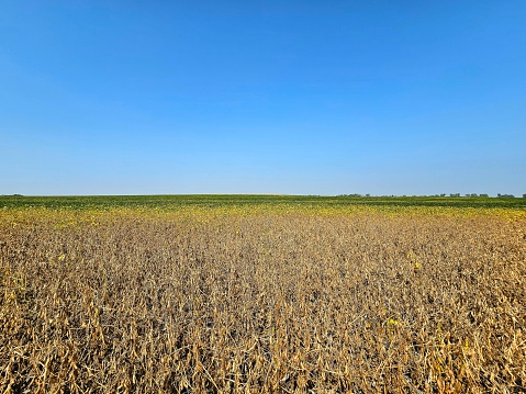 Transition of beans drying in a field before harvest.
