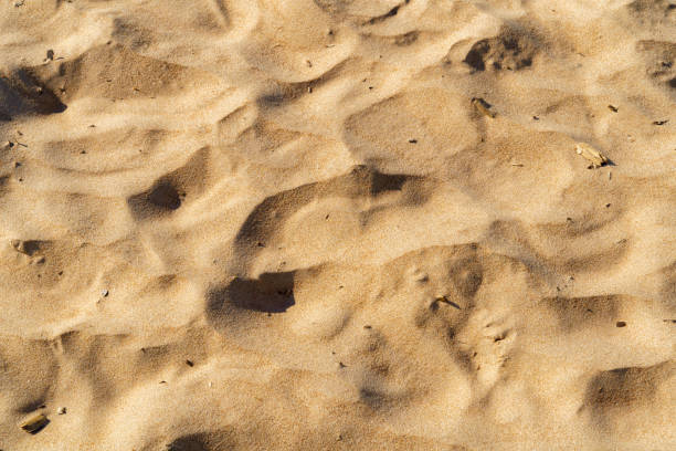 istock Sandy beach for background. Sand texture. Top view,flat lay. 1686916816
