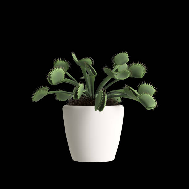 3d illustration of houseplant isolated on black background - venus flytrap carnivorous plant plant bristle imagens e fotografias de stock