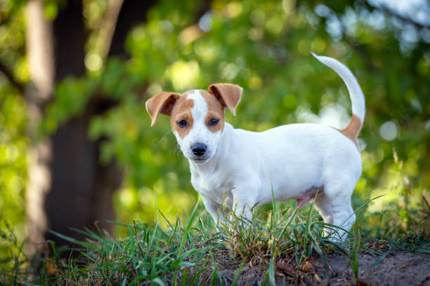 Filhote fofo Jack Russell Terrier. - foto de acervo