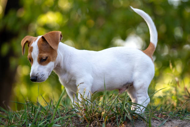 Filhote fofo Jack Russell Terrier. - foto de acervo