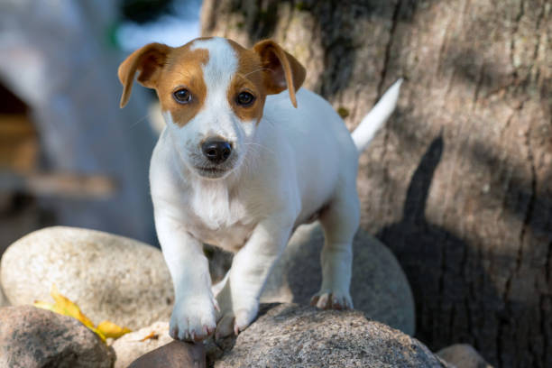 Filhote fofo Jack Russell Terrier. - foto de acervo