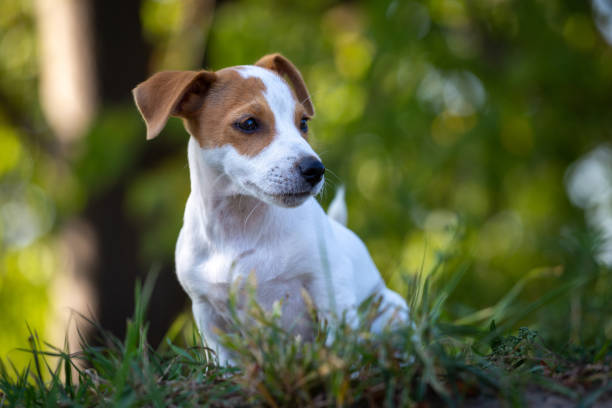 Filhote fofo Jack Russell Terrier. - foto de acervo