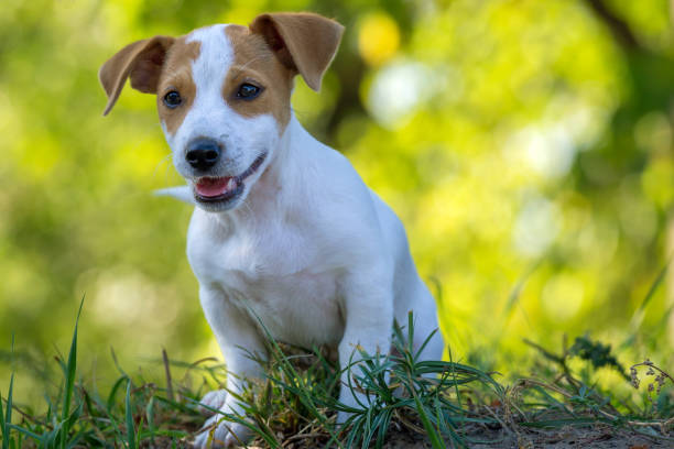 istock Cute Jack Russell Terrier puppy. 1686932419