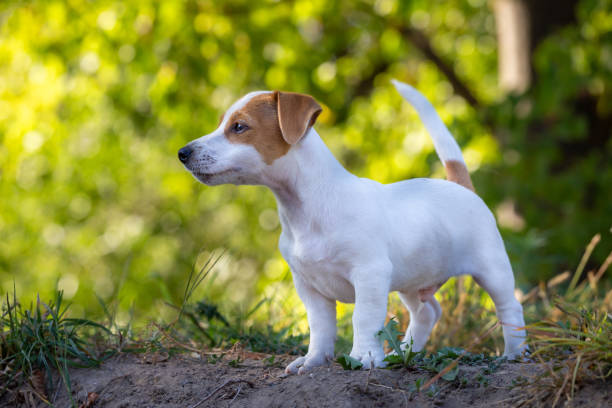 Cute Jack Russell Terrier puppy. - fotografia de stock