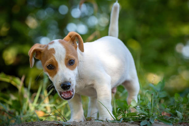 Filhote fofo Jack Russell Terrier. - foto de acervo