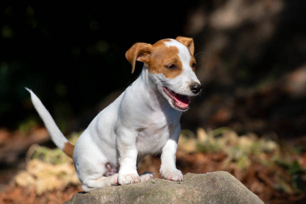 Filhote fofo Jack Russell Terrier. - foto de acervo