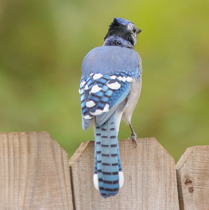 Blue Jay sitting on a wooden fence in East Texas surrounded by green trees.
