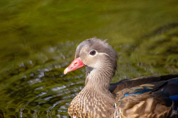 From its detailed, fuzzy head to its multi-colored wings, the mandarin duck is both stunning and adorable.  If you are fortunate enough to see one of these birds, you will left in awe by its beautiful colors and cute shape.  I captured this photo in Anaheim's Yorba Regional Park.