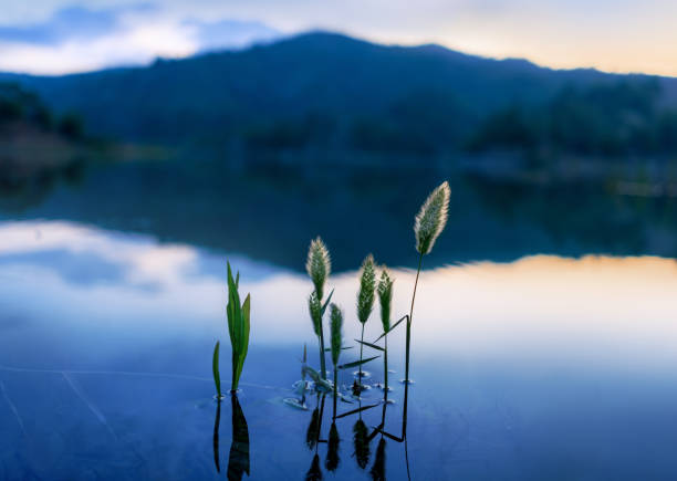 Green plants are reflected in the lake. Horizontal photo