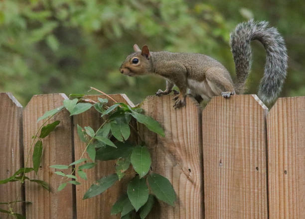 istock Cute squirrel on a wooden fence 1686945879