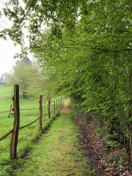 istock Green path to the beautiful nature 1686945896