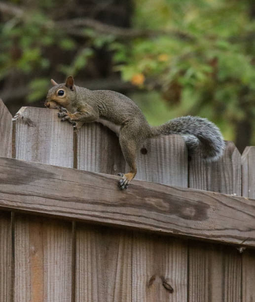 istock Cute squirrel on a wooden fence 1686946933