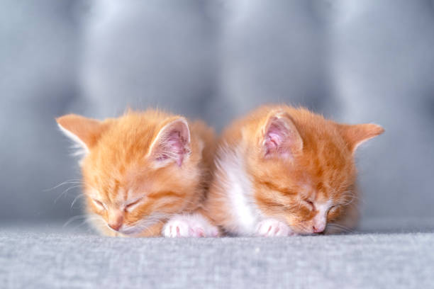 istock Two Cute striped ginger kittens sleeping at home on grey sofa, adorable little cats, Relax domestic pets. 1686947459