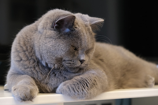 british shorthair cat sitting on a table