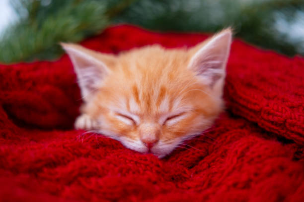 istock Ginger kitten sleeping with Christmas red background on red, Orange red Cat happy dreams, Holidays and relax 1686948007