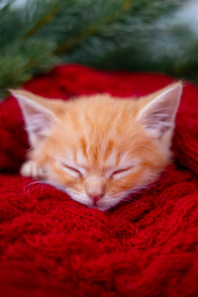 istock Ginger kitten sleeping with Christmas red background on red, Orange red Cat happy dreams, Holidays and relax 1686949056