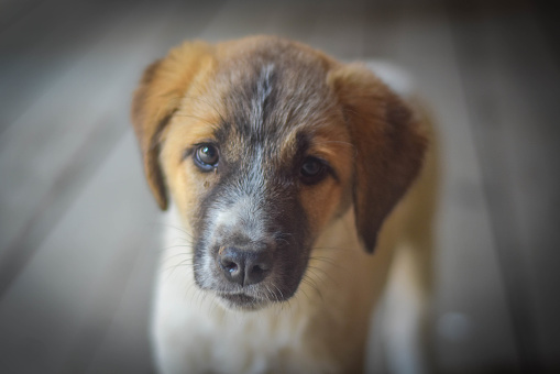 Small dog Macedonia, Osogovo Mountins