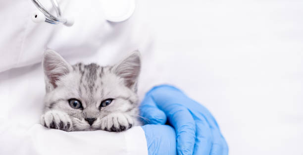 Banner Veterinarian doctor with small gray Scottish kitten in his arms in medical animal clinic. Copyspace for text stock photo
