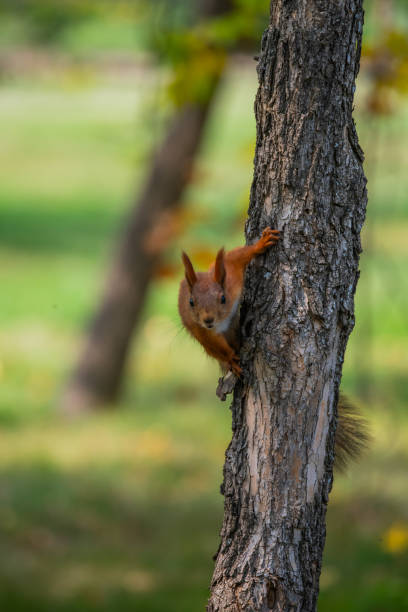 istock Photo of a squirrel in the forest 1686966579