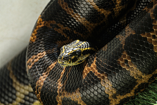 Yellow tiger python. Python molurus.