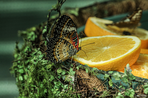 A butterfly of the leopard lacewing species caught on an orange tree with very bright colors. High quality photo