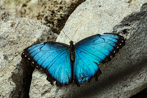 Blue butterfly with structures and black lines on it, very attractive and large. High quality photo