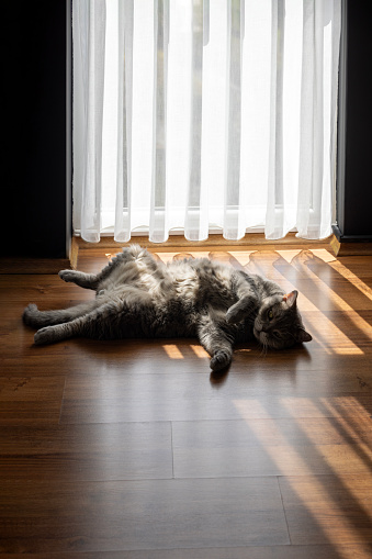 Cat happy in the sunbeam coming through the window