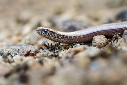 Macro view of slow worm's head