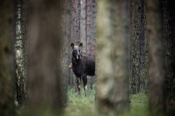 Moose (Alces alces) Moose (bull) in the forest. Wild Moose in the nature habitat. bull pine stock pictures, royalty-free photos & images