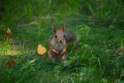 Beautiful squirrel in the park