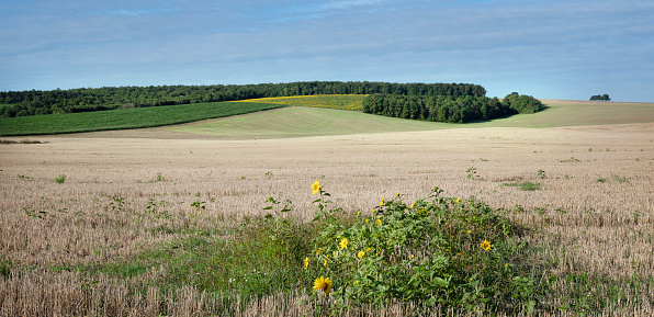lorraine countryside landscape with fields and sunflowers near verdun in the north of france