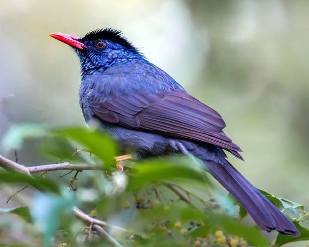 istock Close-up of a Malagasy bulbul on a rocky surface 1686993320