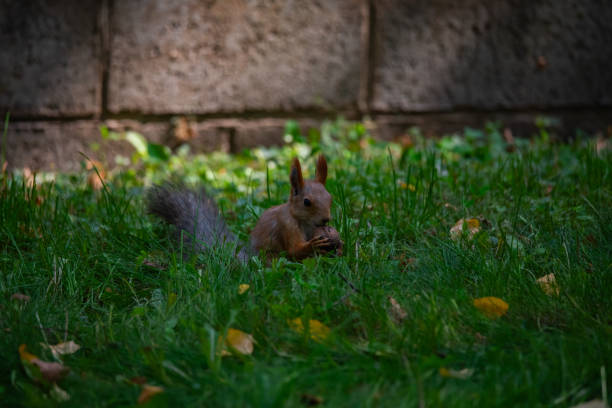 Beautiful squirrel in the park