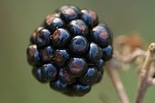 Blackberry fruit