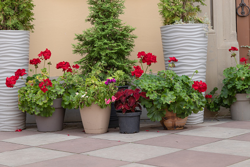 Colourful flowers in pots on a patio in front of a house