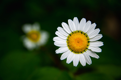 Chamomile flowers field. Beautiful blooming medical roman chamomiles. Herbal medicine, aromatherapy concept. Selective focus