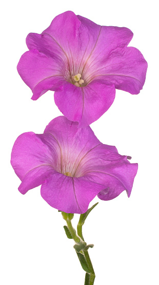 Studio Shot of Magenta Colored Petunia Flowers Isolated on White Background. Large Depth of Field (DOF). Macro. Close-up.