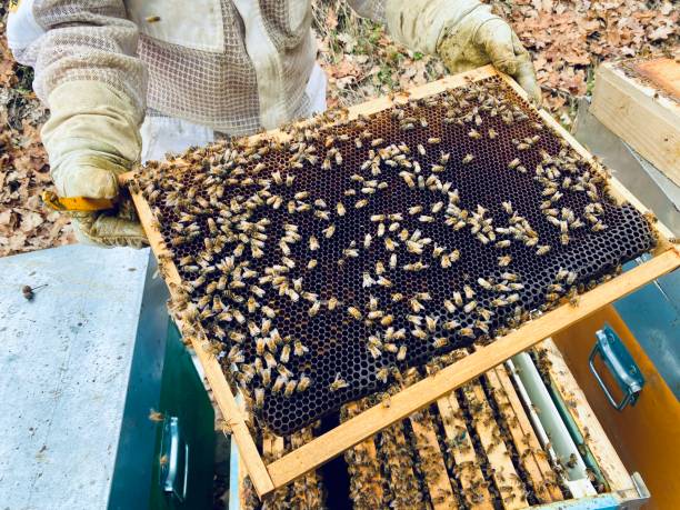 istock Bees, hive, - close-up of an open hive 1686998634