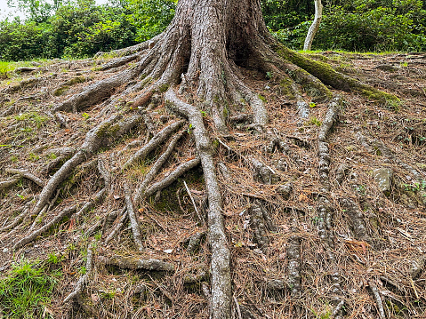 Roots of an old tree showing above the ground due to soil erosion. No people.