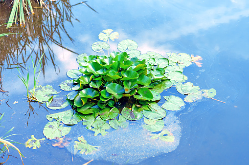 Shrub with a large number of water lily leaves in water