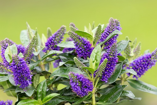 Close up of purple hebe flowers in bloom