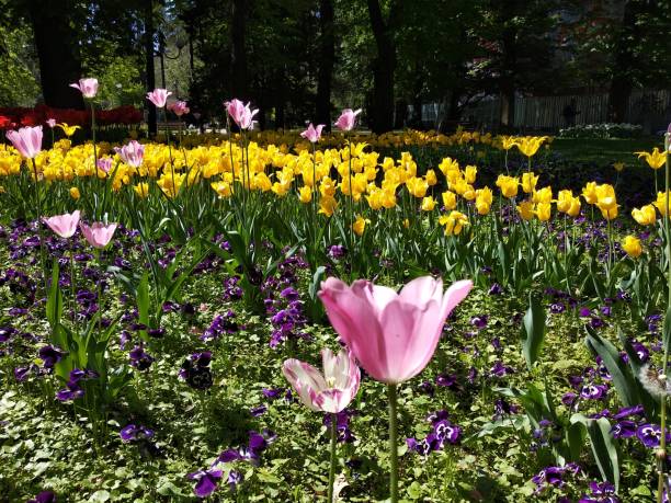 istock Tulips and pansies, spring garden 1687015020