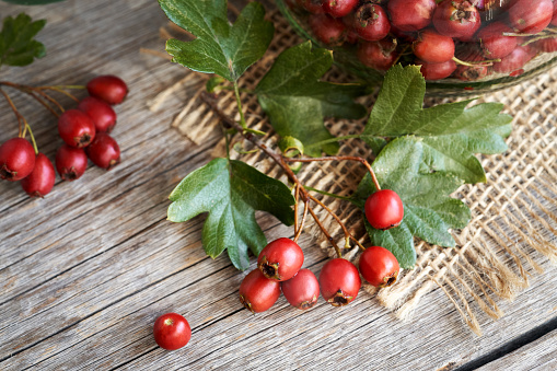 Fresh hawthorn berries harvested in autumn on a wooden table