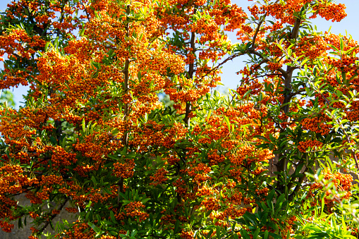 Pryracantha with orange berries